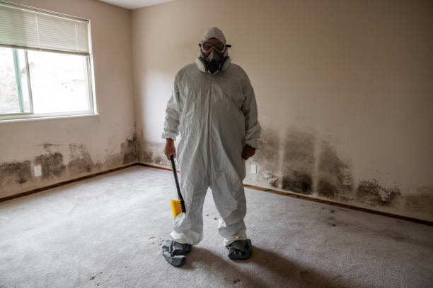 Mold Removal for HVAC Installations in South Coventry, CT